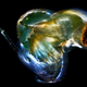 Illustration for article titled Under a microscope, the smallest animals on Earth become beautiful nightmare fuel